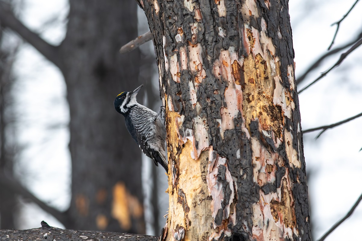 Black-backed Woodpecker - ML646260416