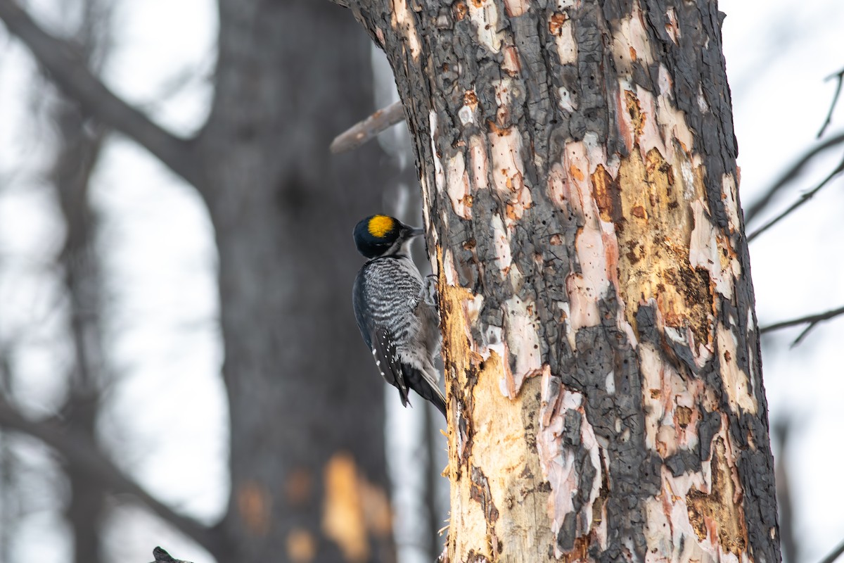 Black-backed Woodpecker - ML646260417