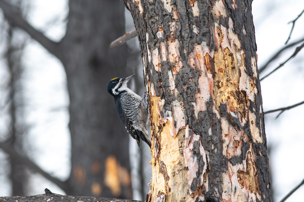 Black-backed Woodpecker - ML646260418