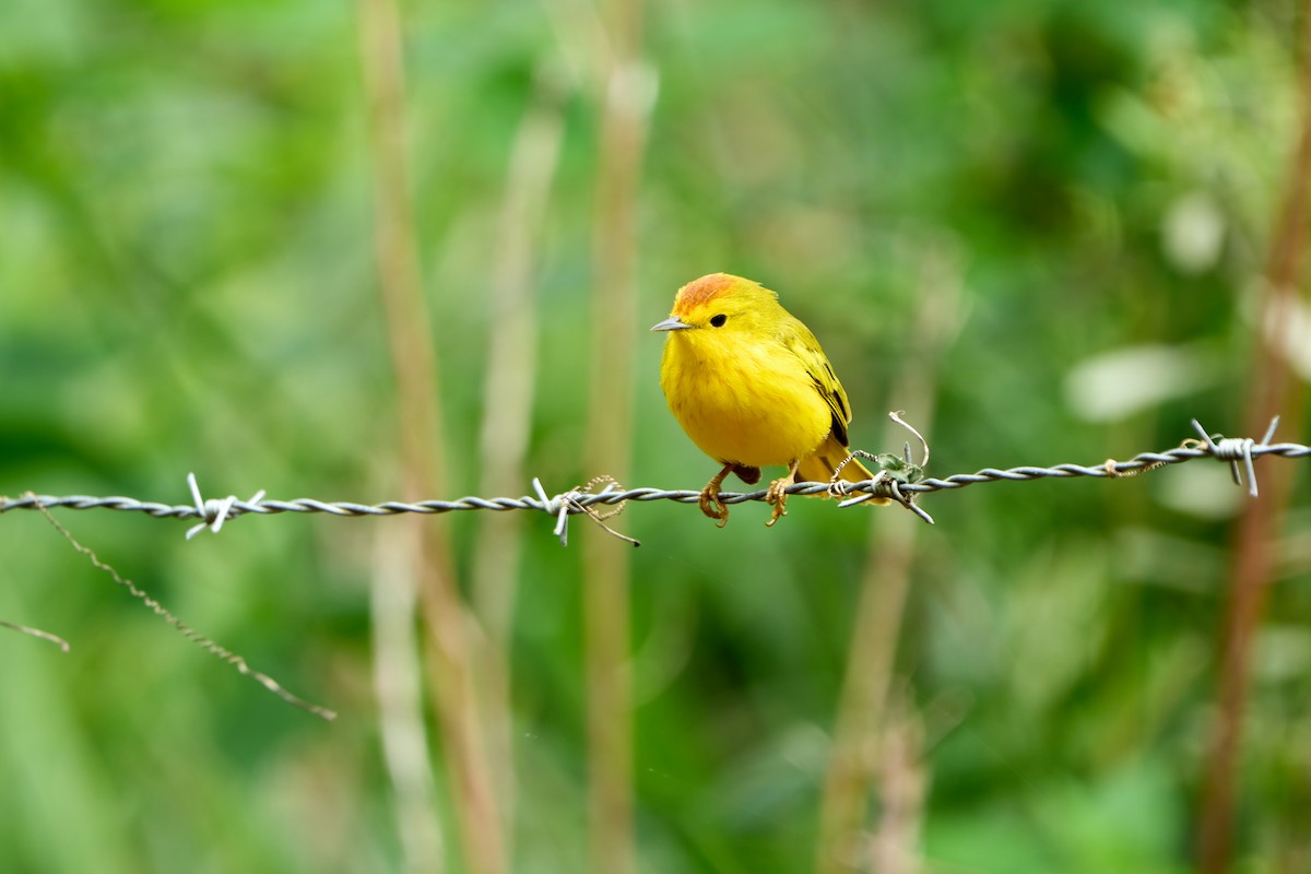 Mangrove Yellow Warbler (Galapagos) - ML646260419