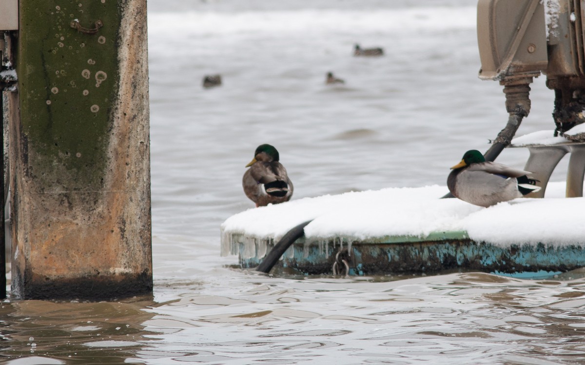 ברכיה x ברווז שחור אמריקני (בן כלאיים) - ML646260420