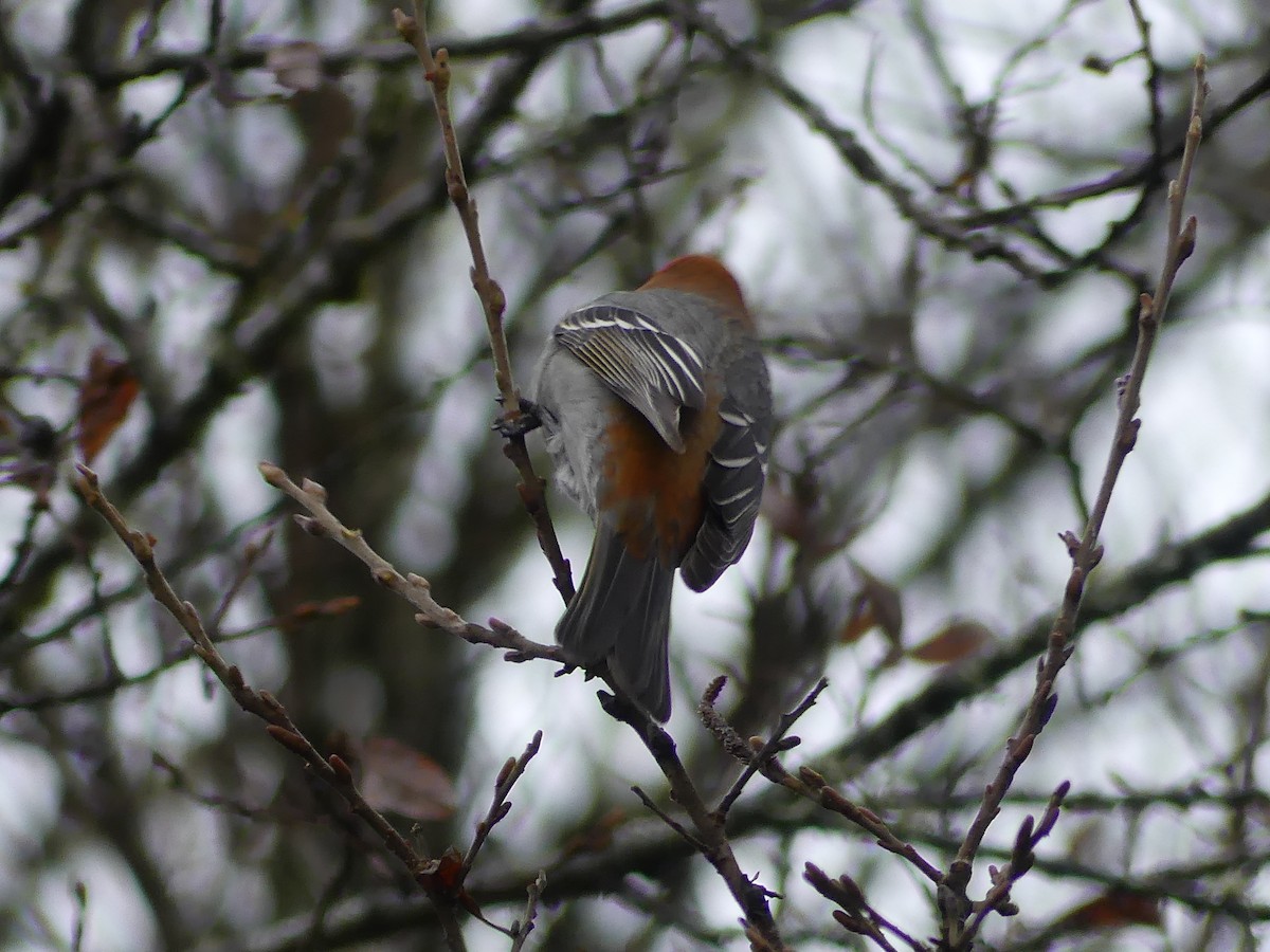 פתיאלי אורנים - ML646260421