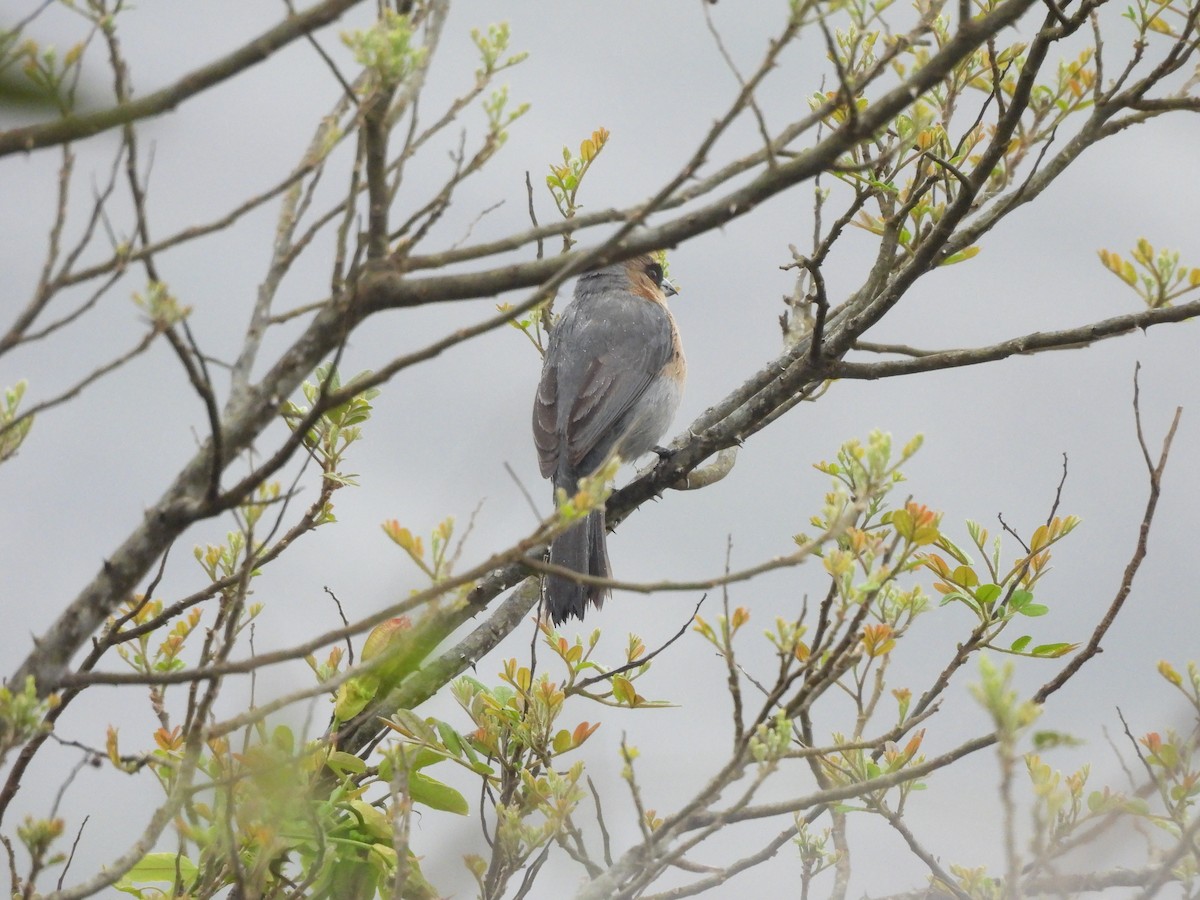 Cinnamon Tanager - ML646260422