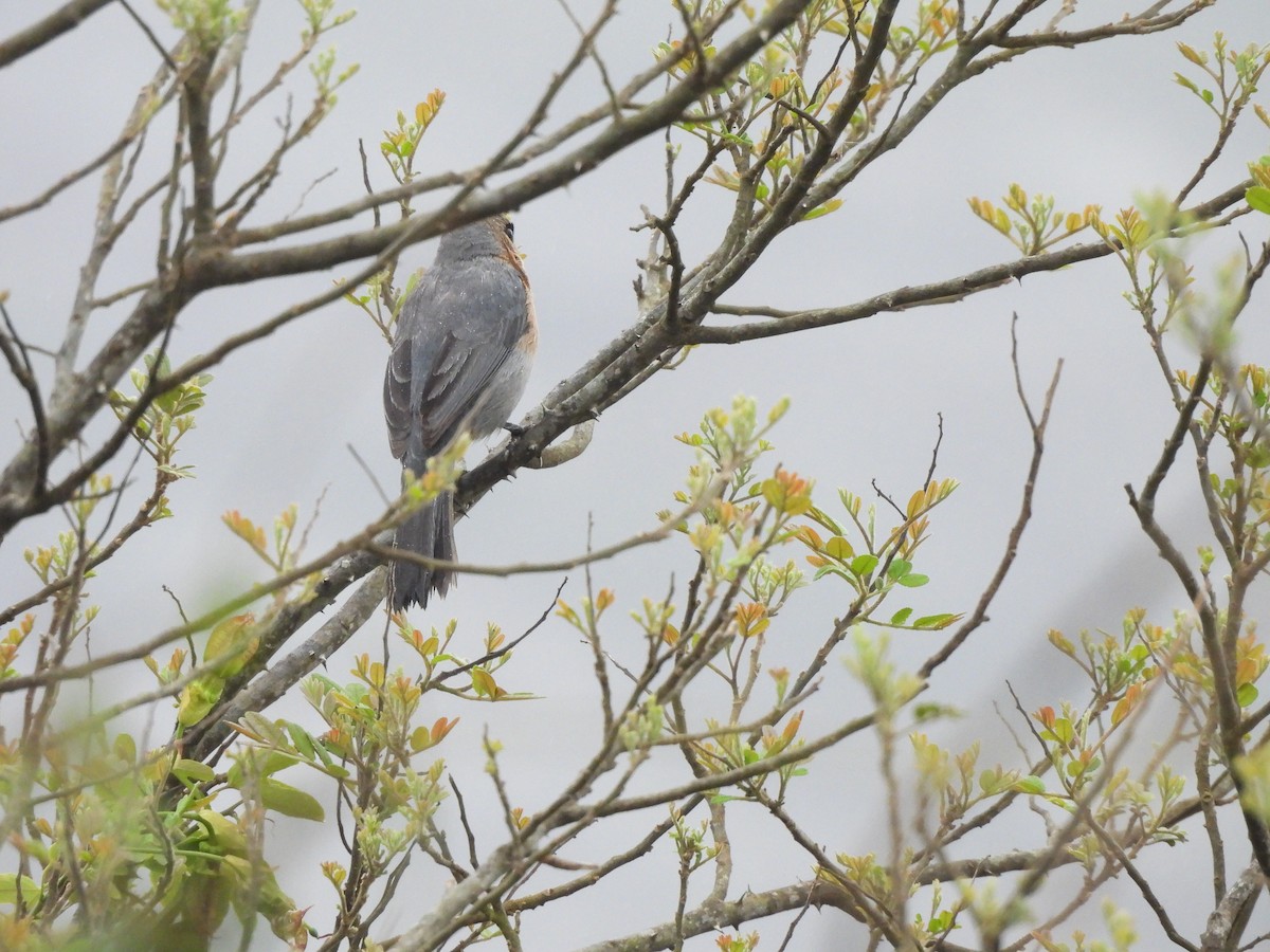 Cinnamon Tanager - ML646260423