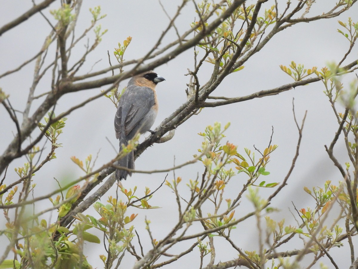 Cinnamon Tanager - ML646260424