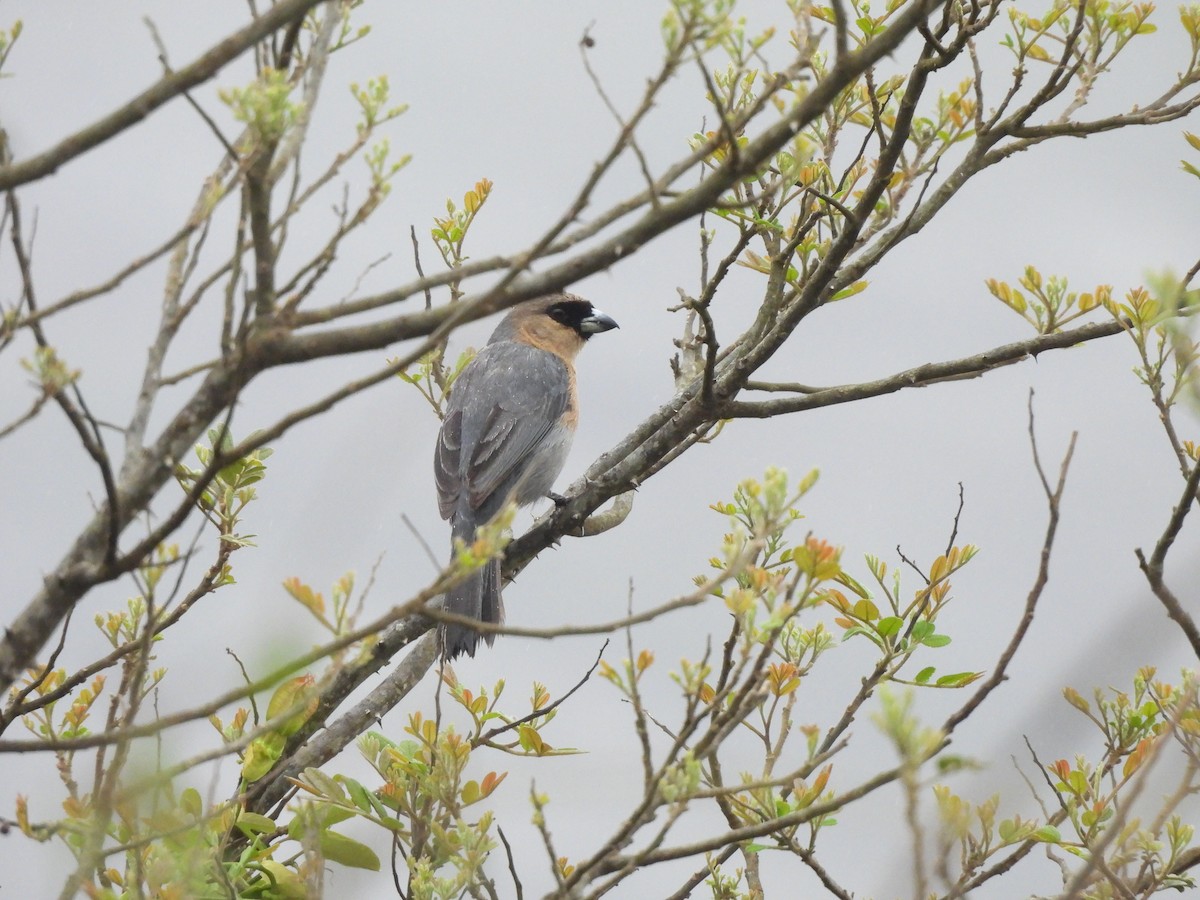 Cinnamon Tanager - ML646260425