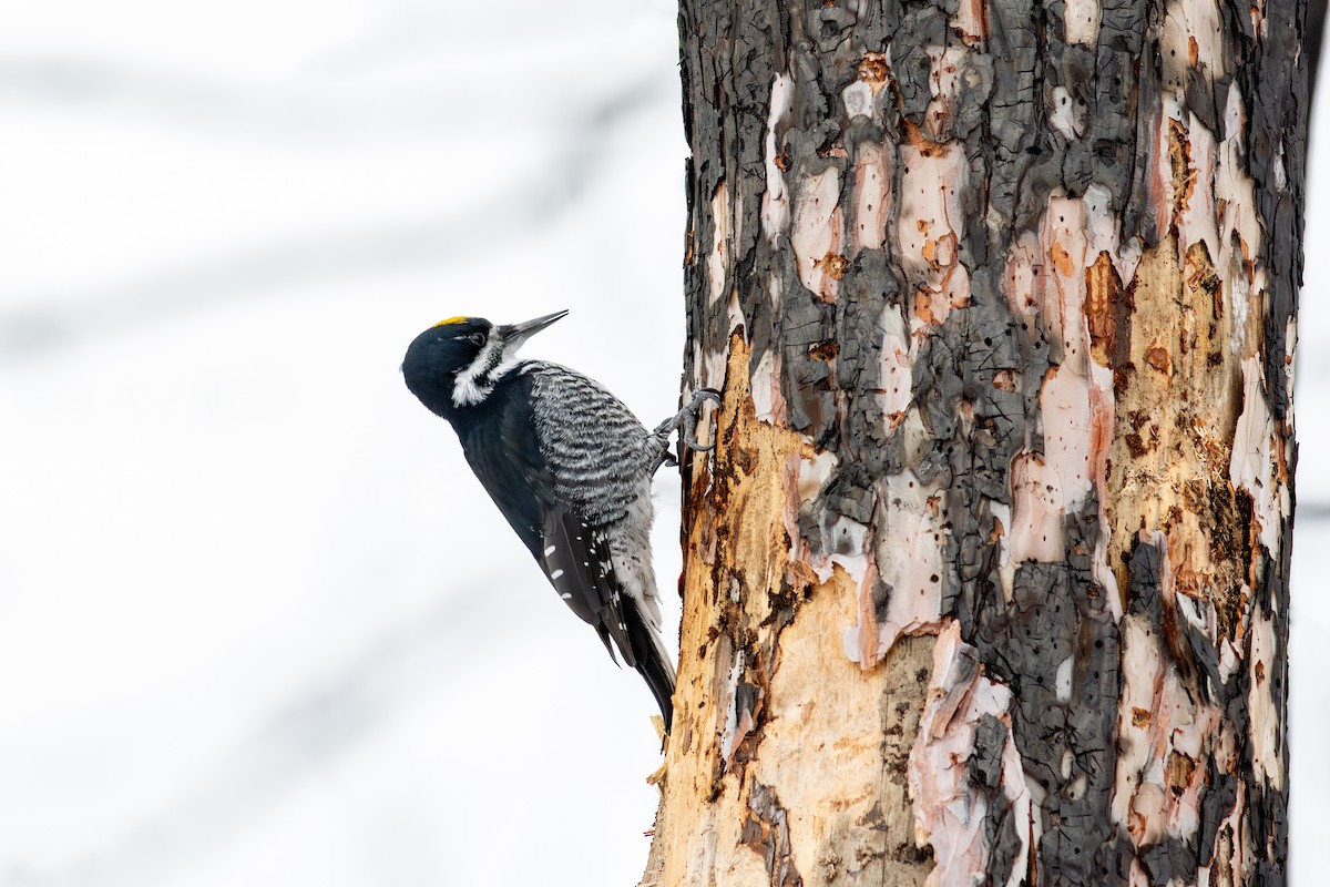 Black-backed Woodpecker - ML646260426