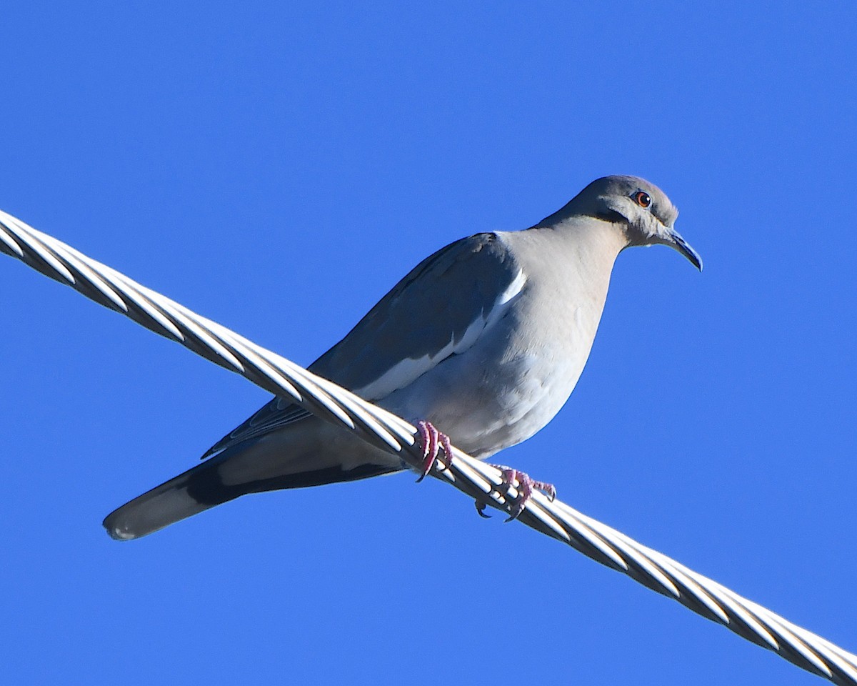 White-winged Dove - ML646260427