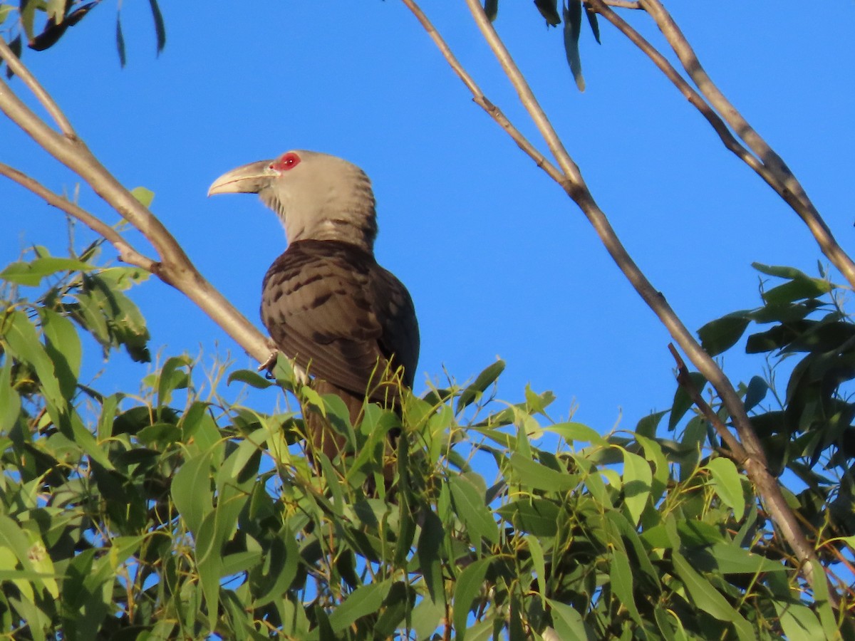 Channel-billed Cuckoo - ML646260428