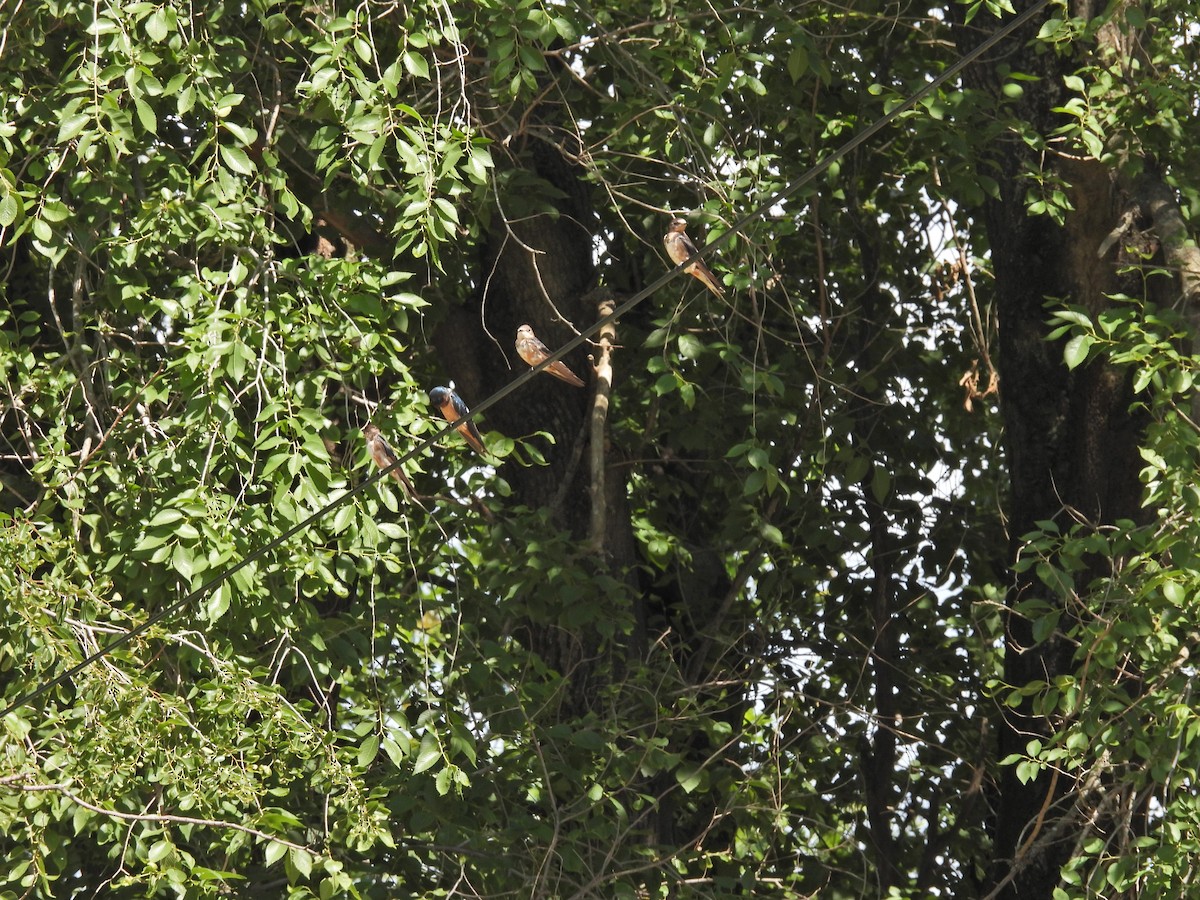 סנונית רפתות - ML646260429