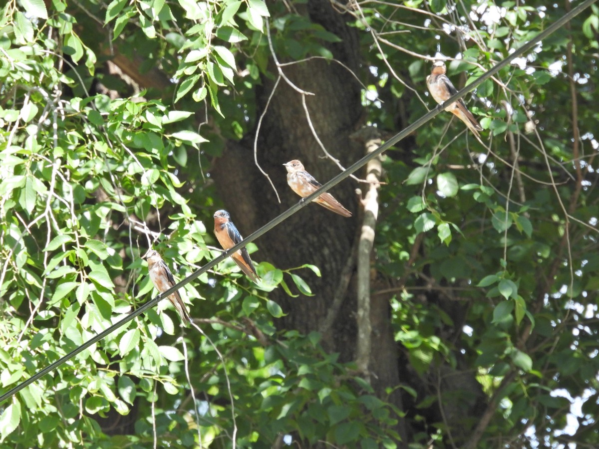 סנונית רפתות - ML646260430