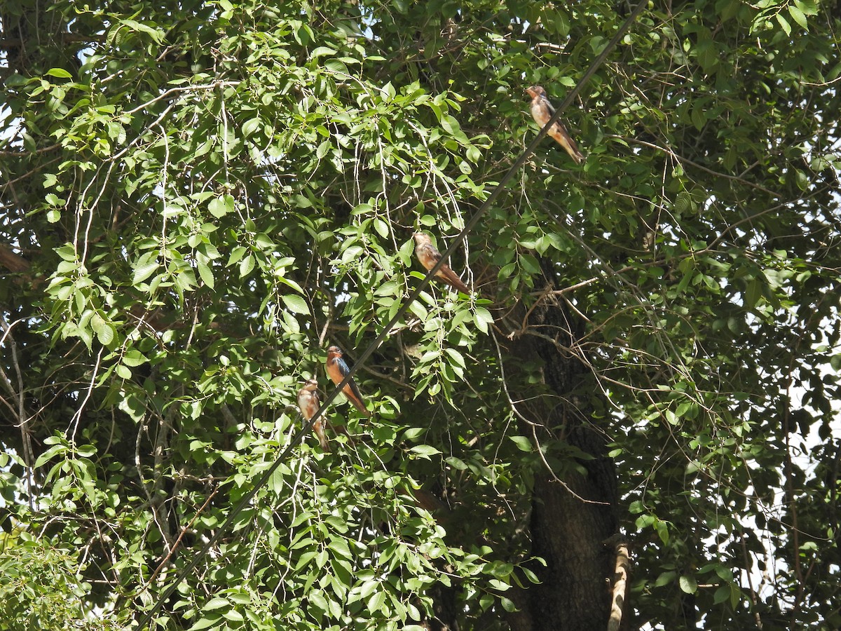 סנונית רפתות - ML646260431