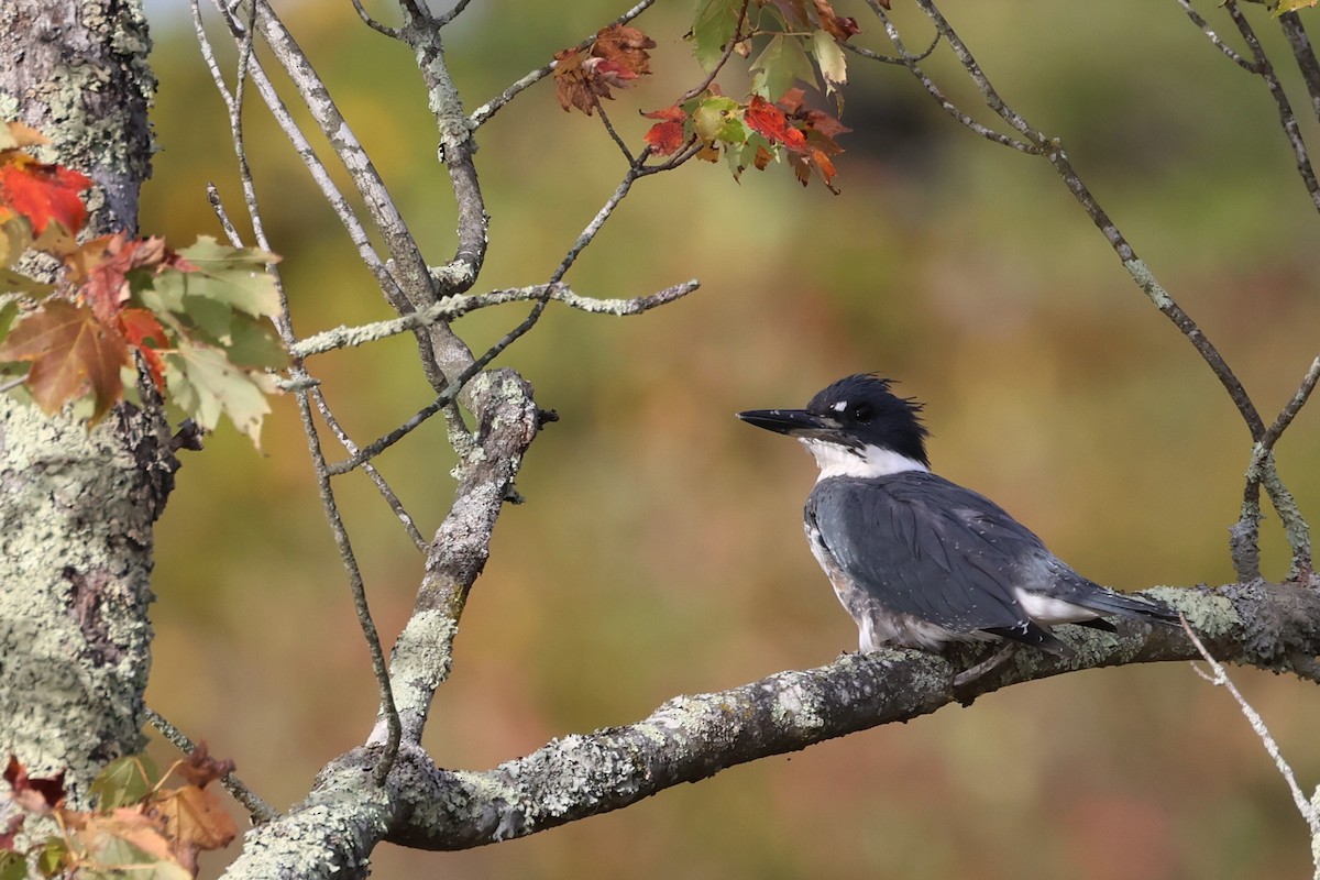 שלדג אמריקני - ML646260433