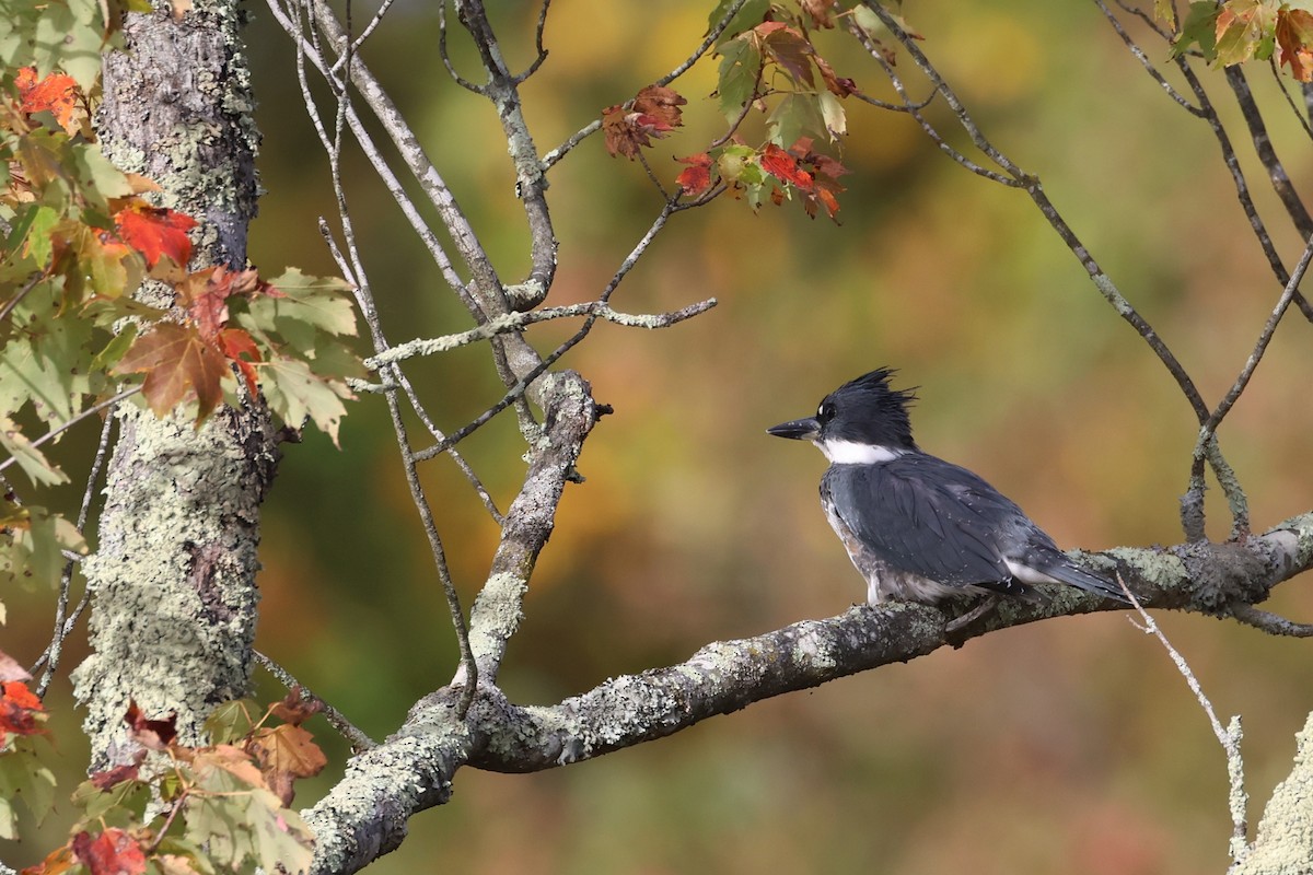 שלדג אמריקני - ML646260434