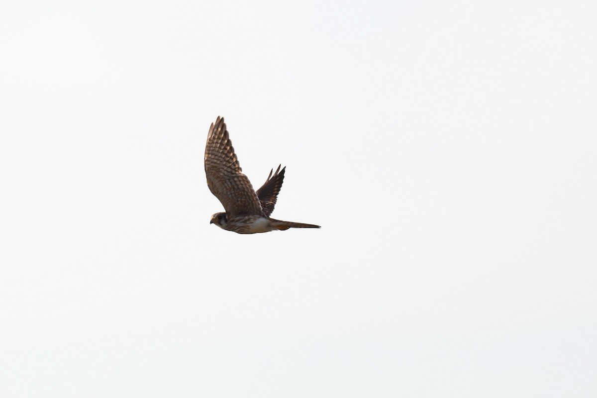 בז אמריקני - ML646260435