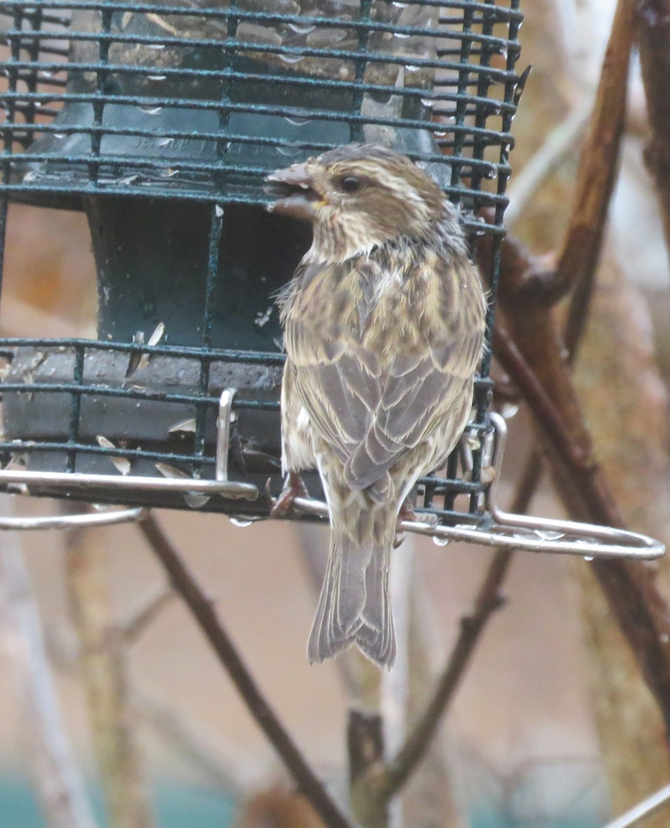 Purple Finch - ML646260436