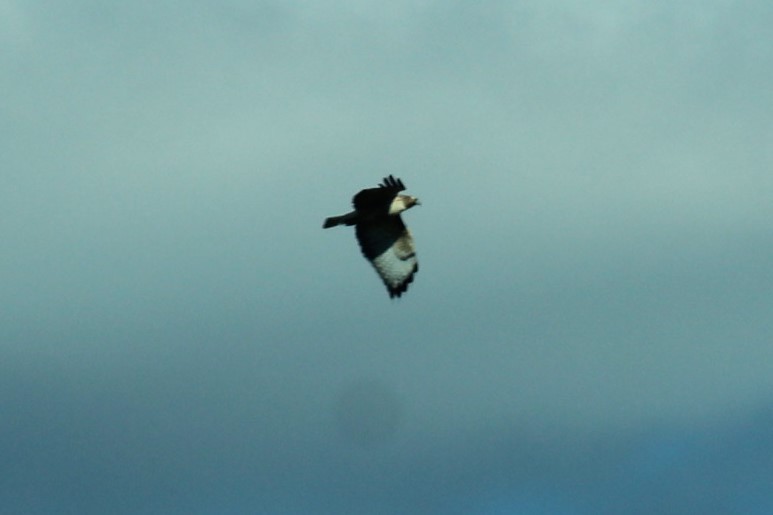 Red-tailed Hawk - ML646260437