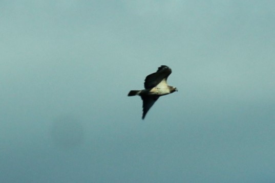 Red-tailed Hawk - ML646260438
