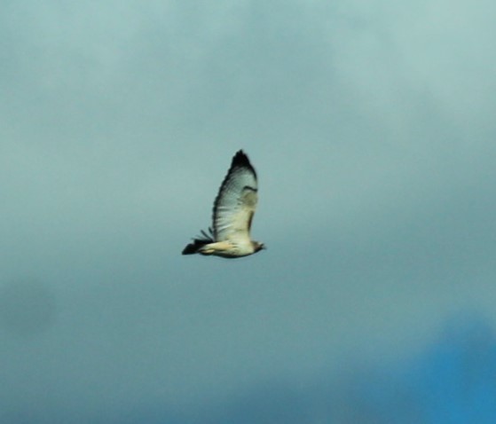 Red-tailed Hawk - ML646260439