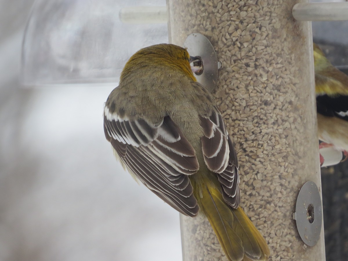 Bullock's Oriole - ML646260446