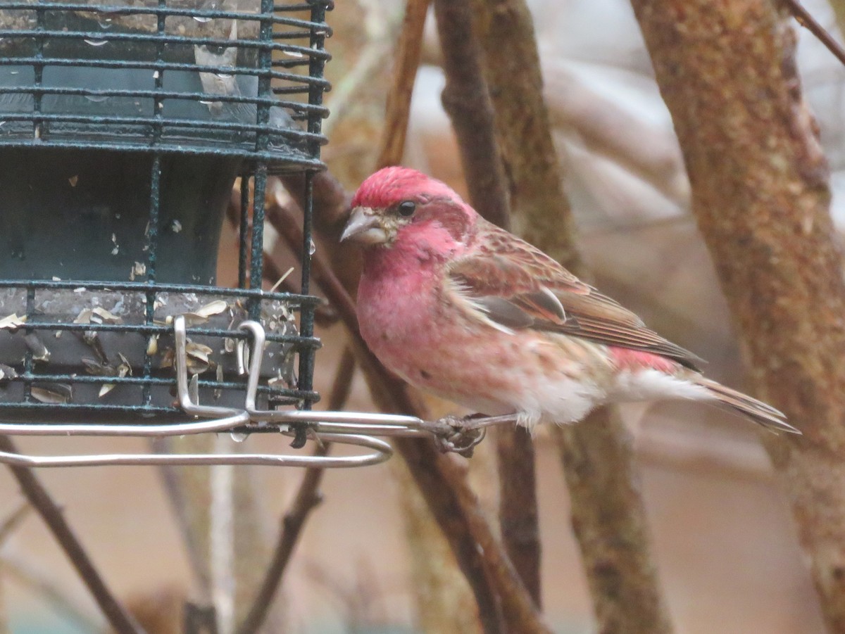 Purple Finch - ML646260455