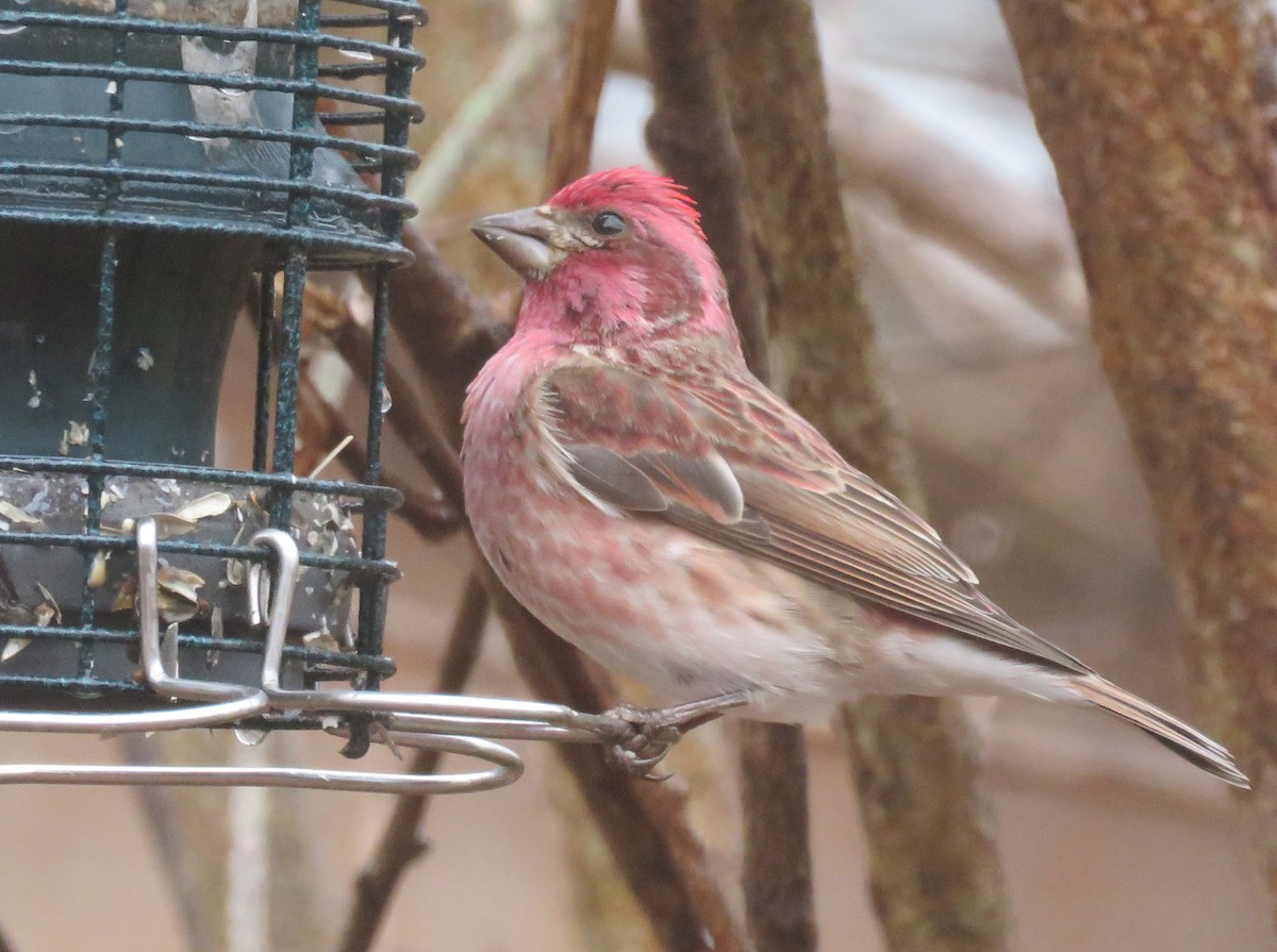 Purple Finch - ML646260461