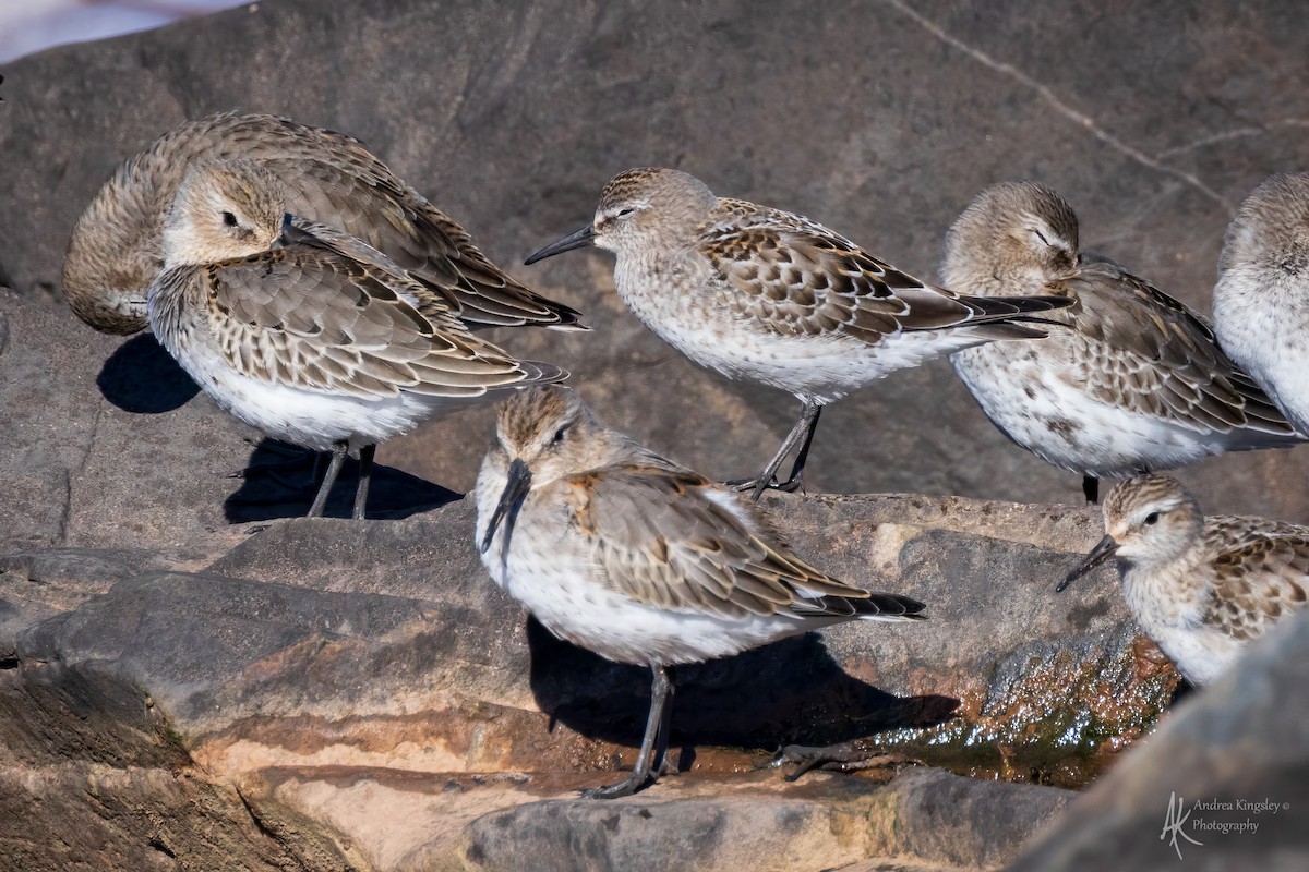 コシジロウズラシギ - ML646260465