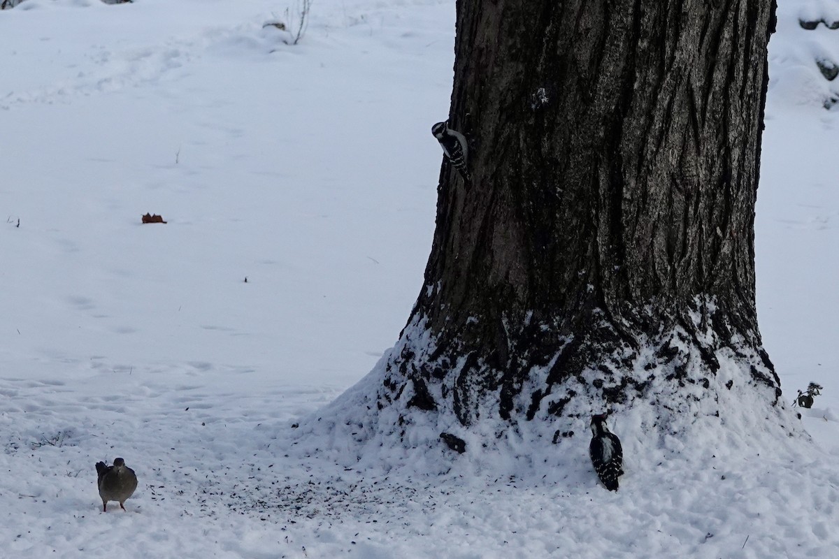 Mourning Dove - ML646260468