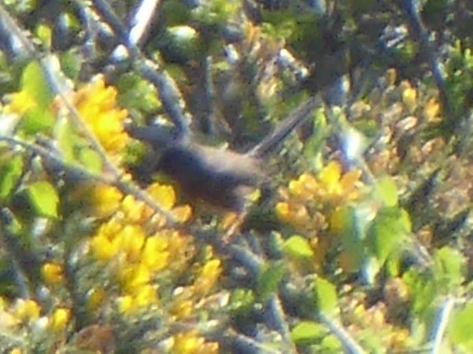 Magnanina comune - ML646260469