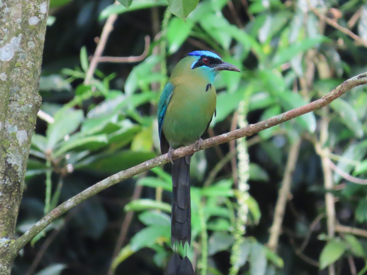 Lesson's Motmot - ML646260470