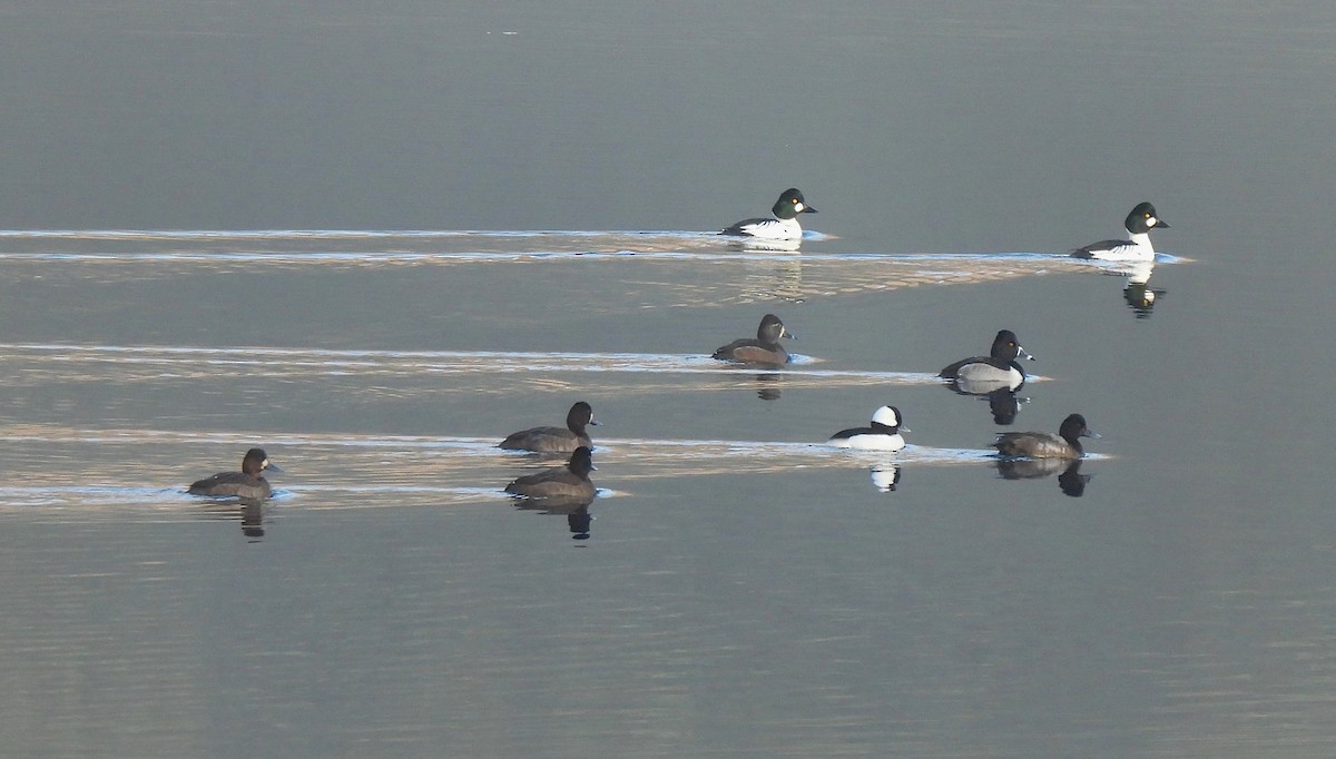 polák proužkozobý - ML646260471