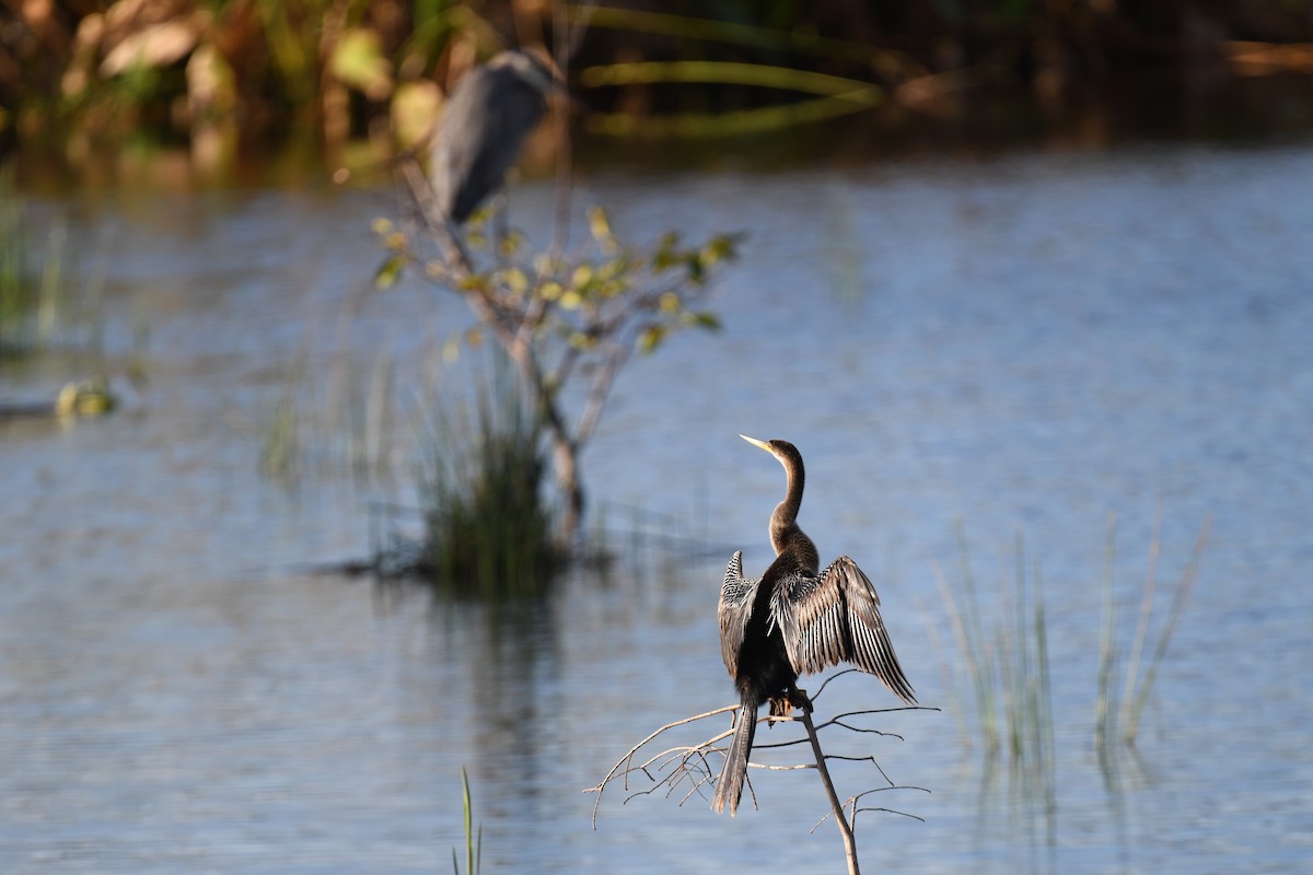 Anhinga - ML646260472