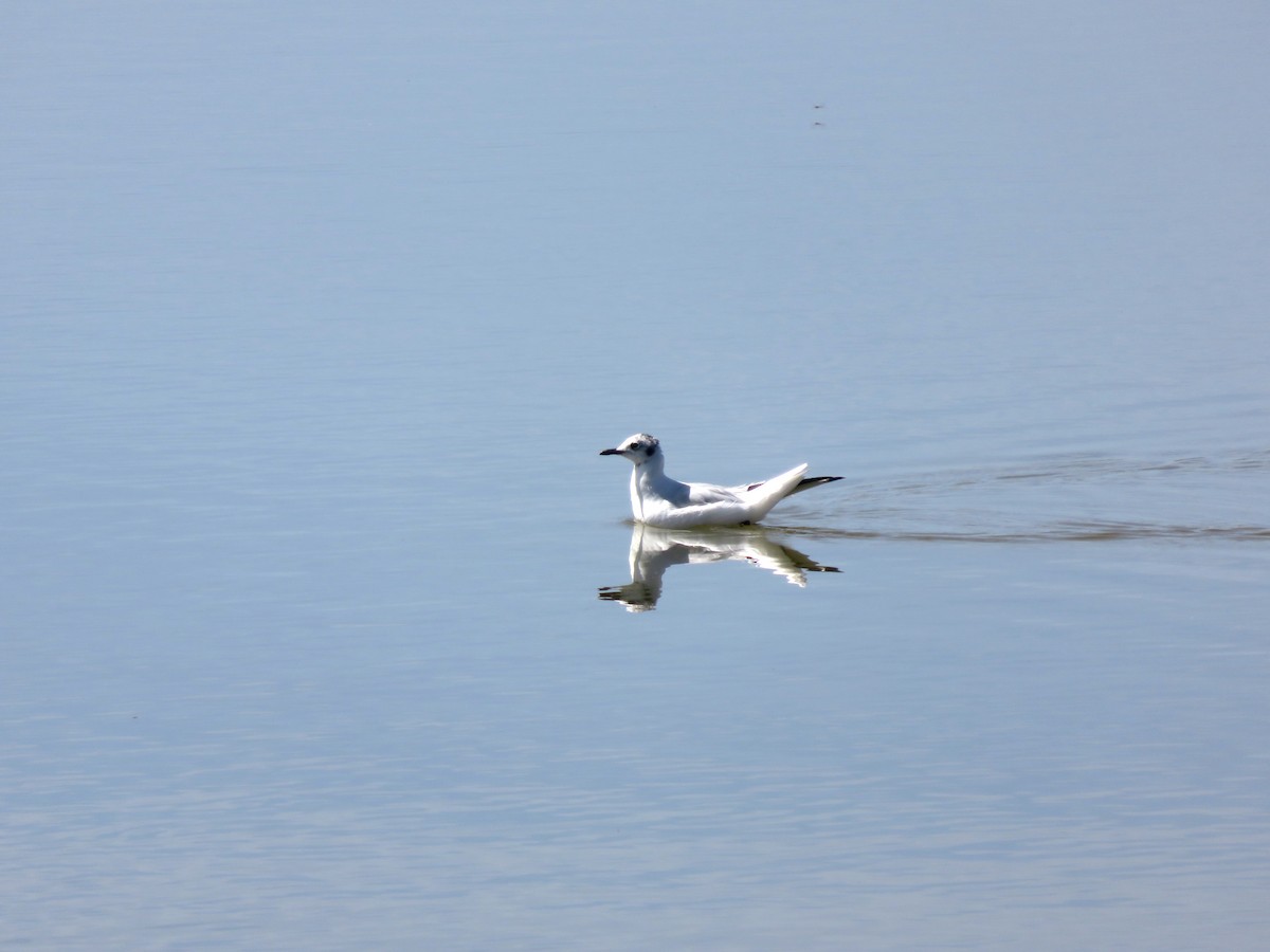 Mouette des Andes - ML646260484