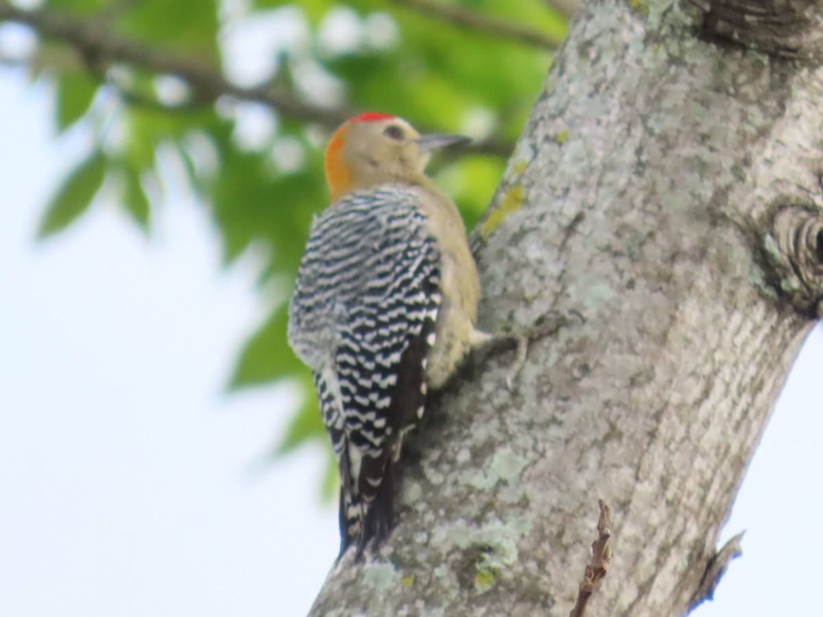 Hoffmann's Woodpecker - ML646260487
