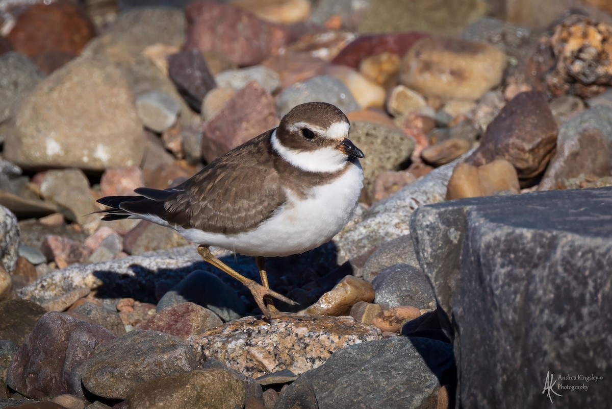 ミズカキチドリ - ML646260492