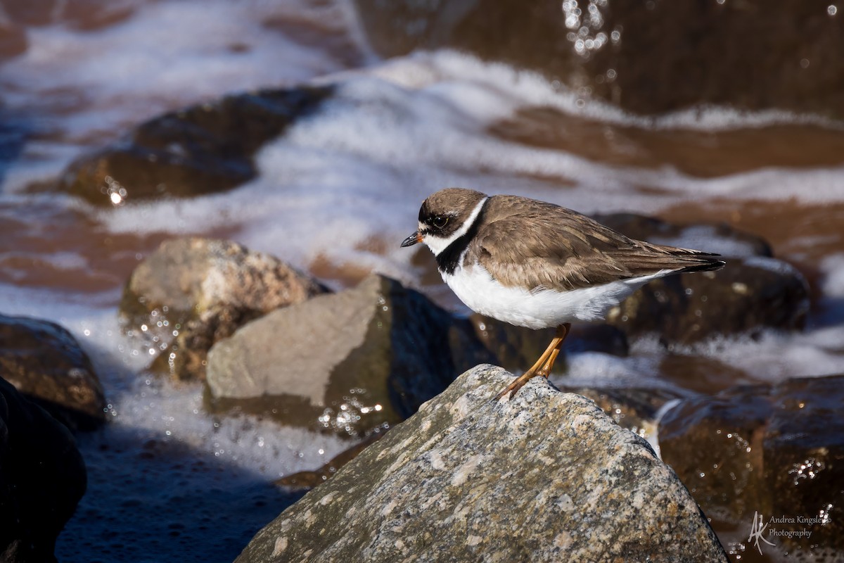 ミズカキチドリ - ML646260493