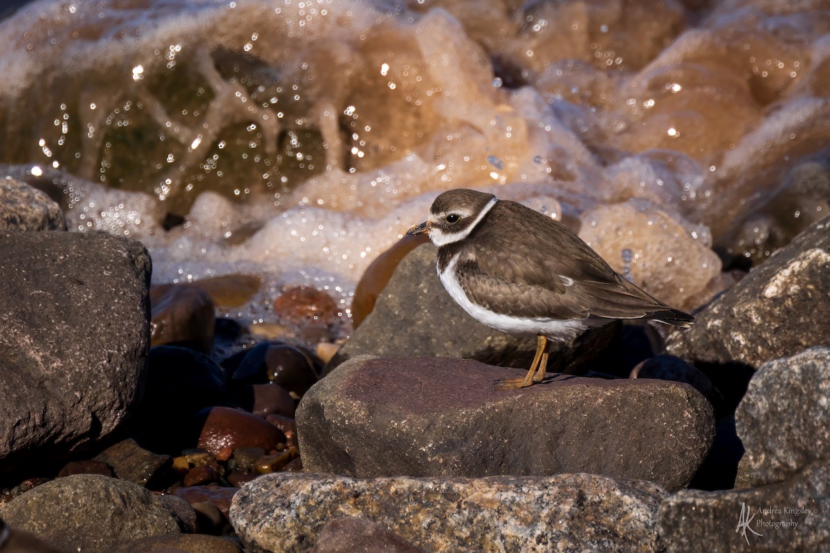 ミズカキチドリ - ML646260494