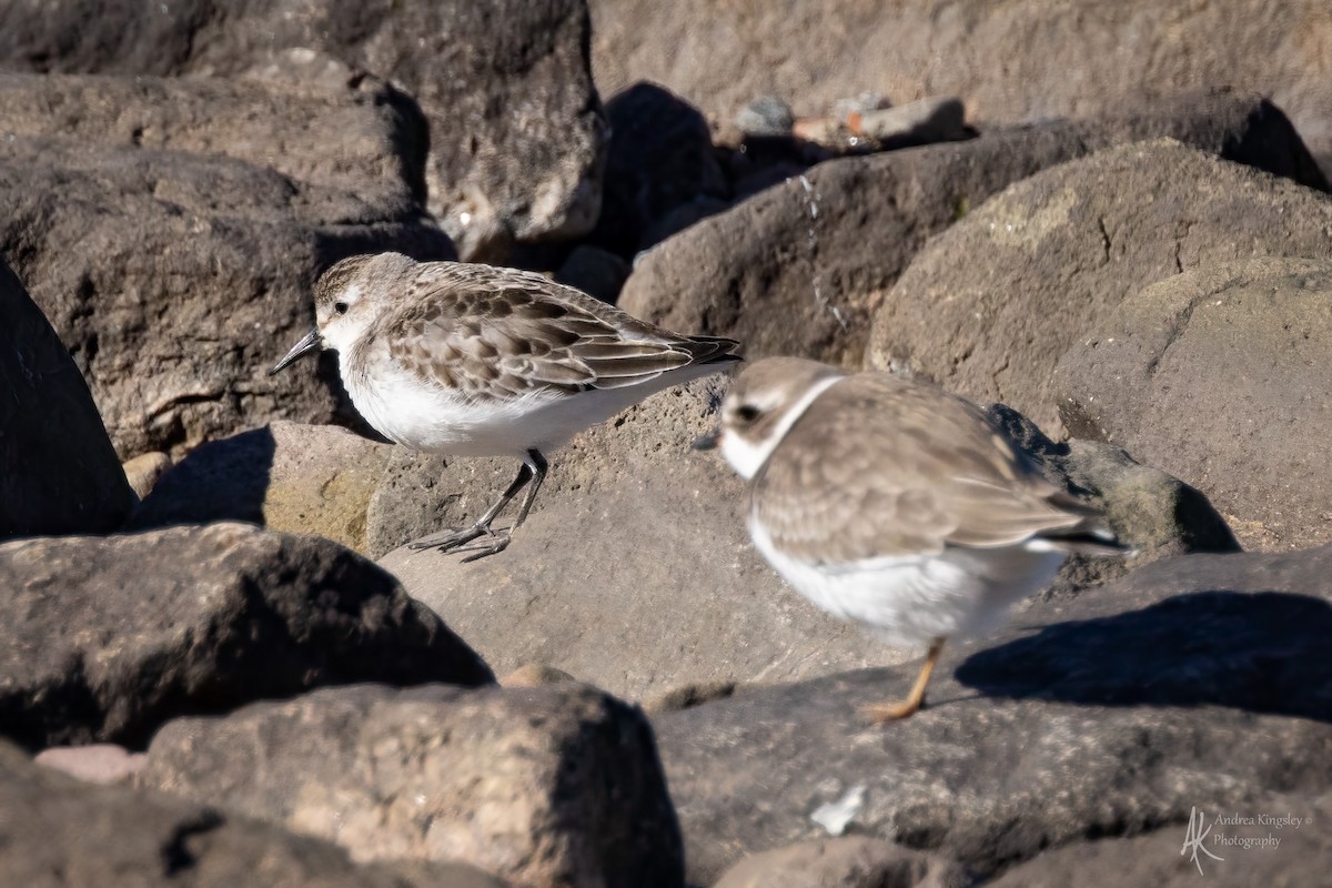 Semipalmated Sandpiper - ML646260495