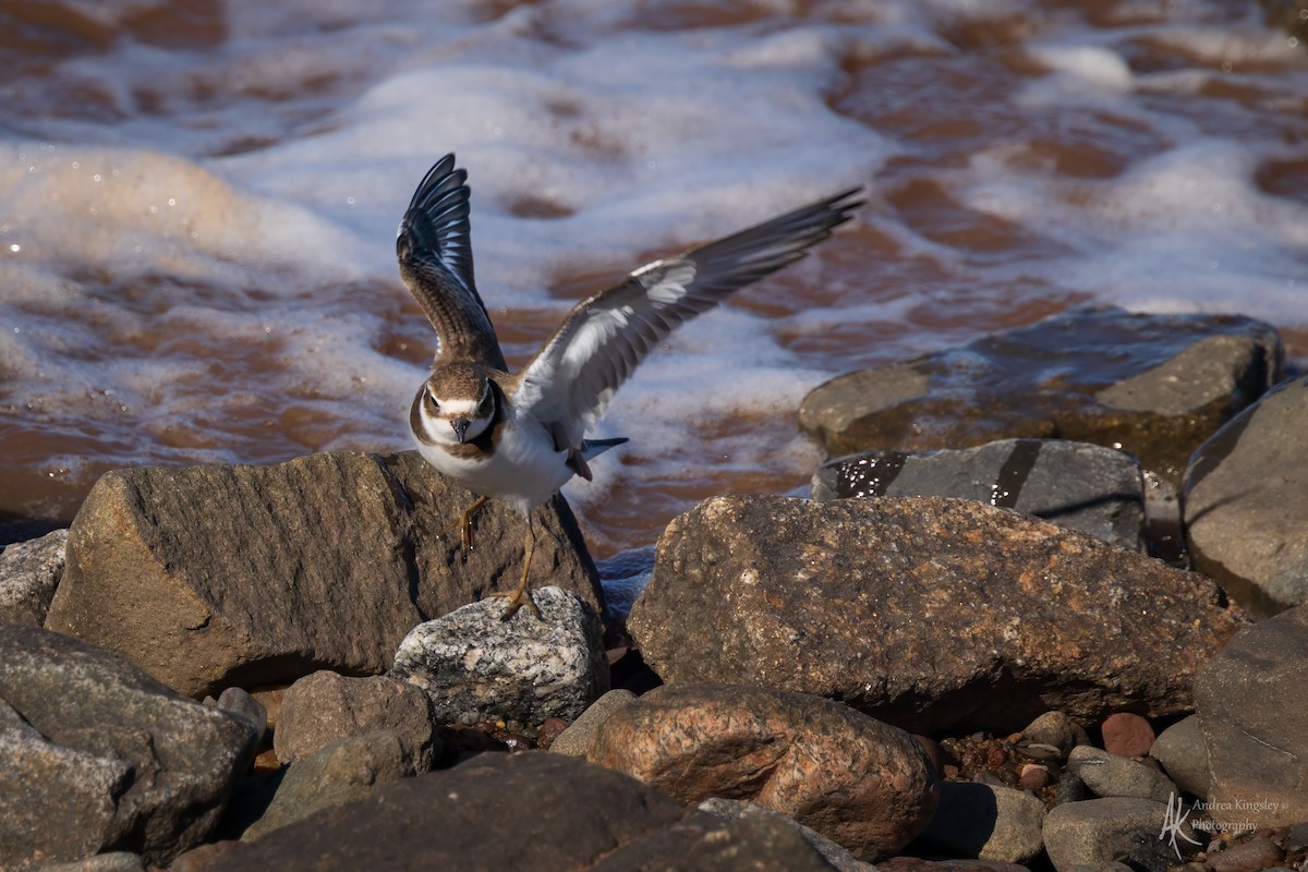 ミズカキチドリ - ML646260496