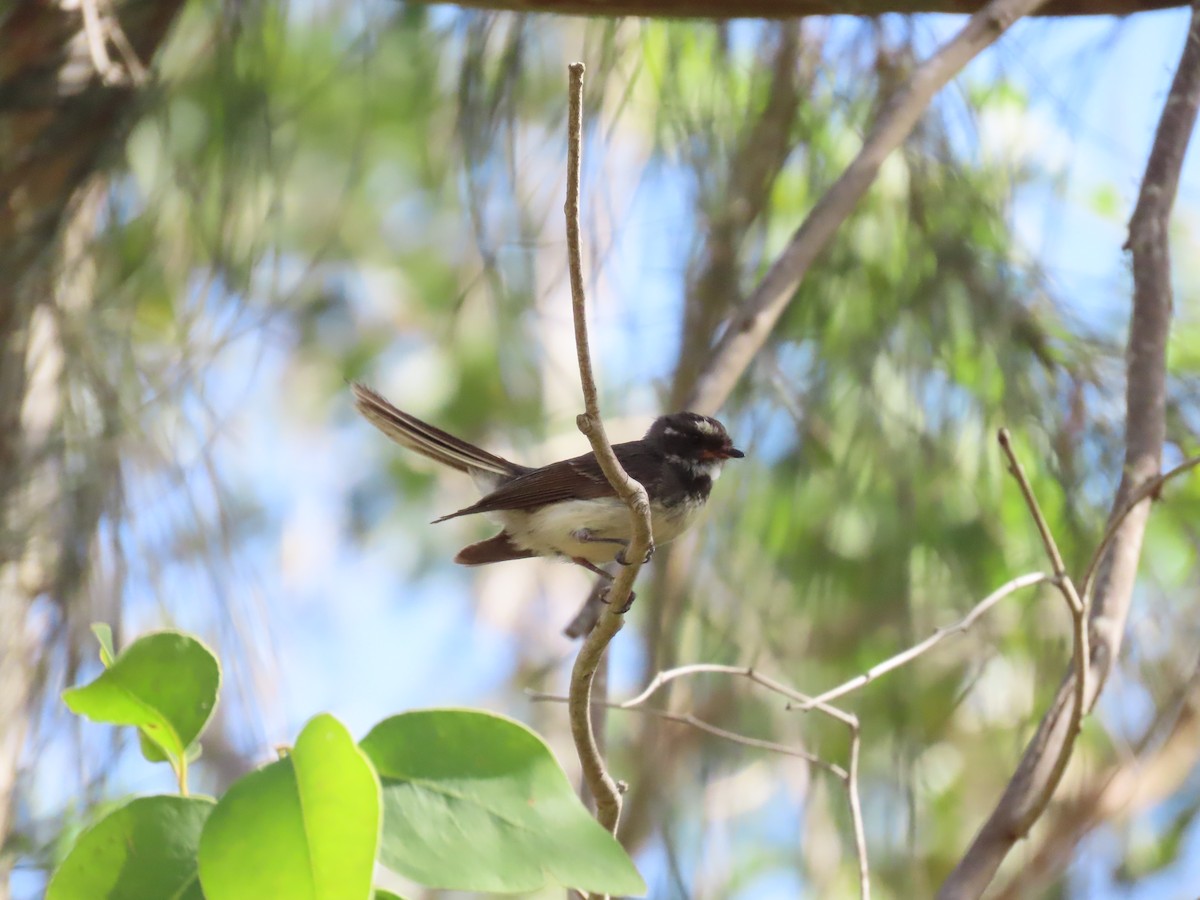 Gray Fantail - ML646260497