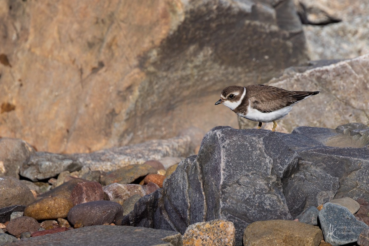 ミズカキチドリ - ML646260498