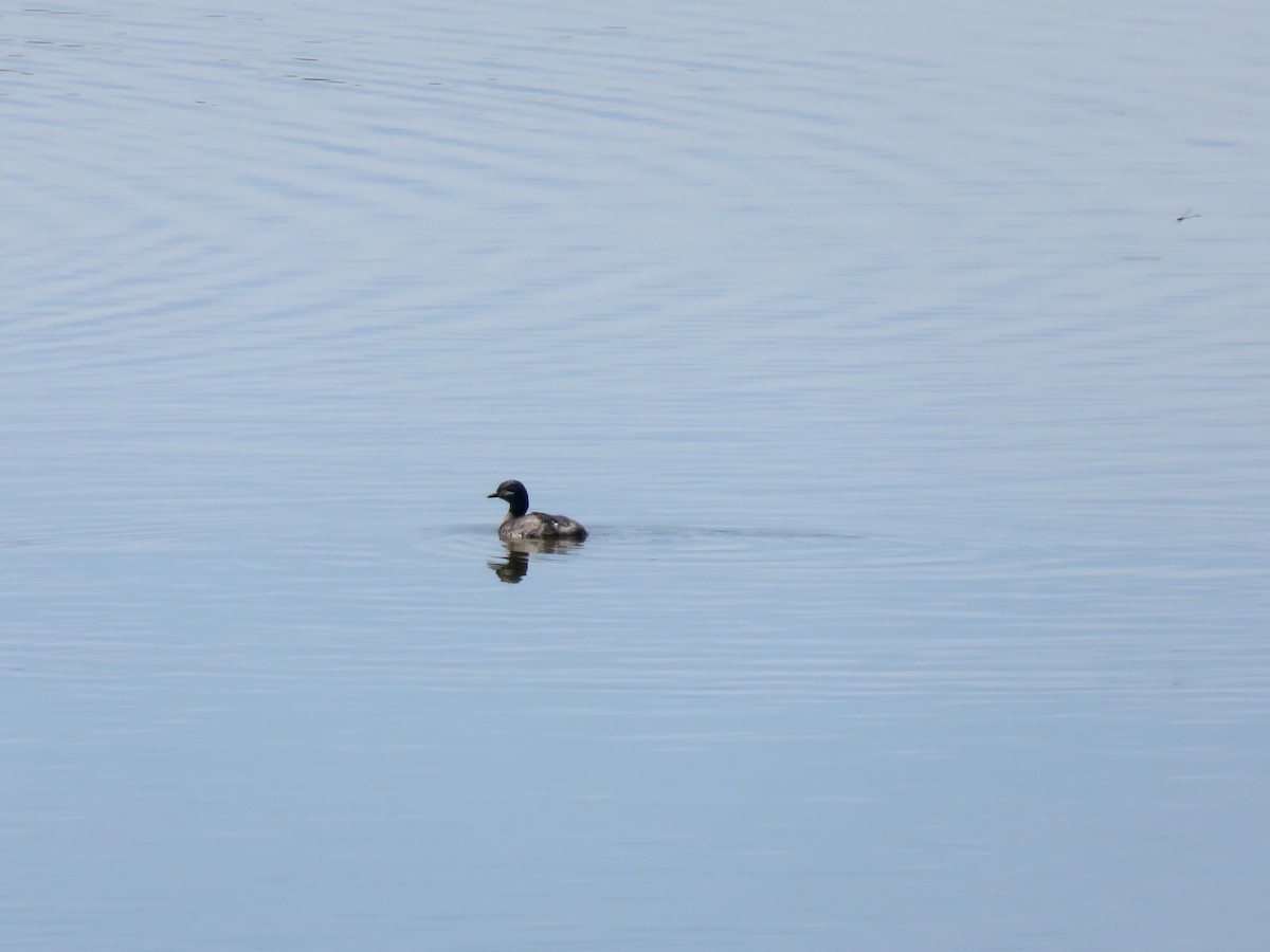 Least Grebe - ML646260499