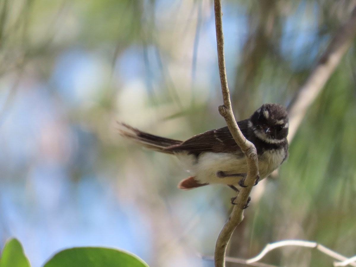 Gray Fantail - ML646260504