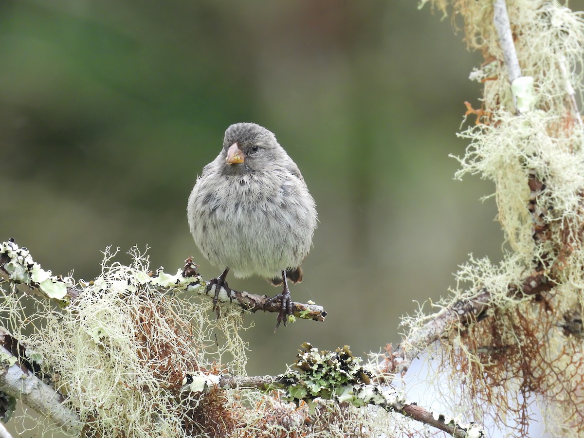 Small Tree-Finch - ML646260506