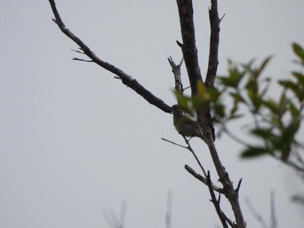 Plain-crested Elaenia - ML646260507