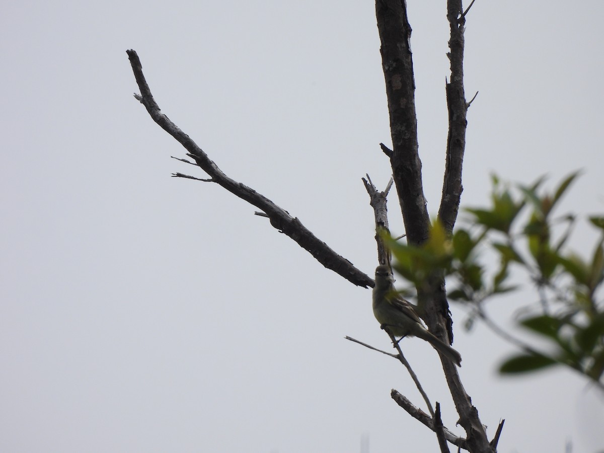 Plain-crested Elaenia - ML646260508