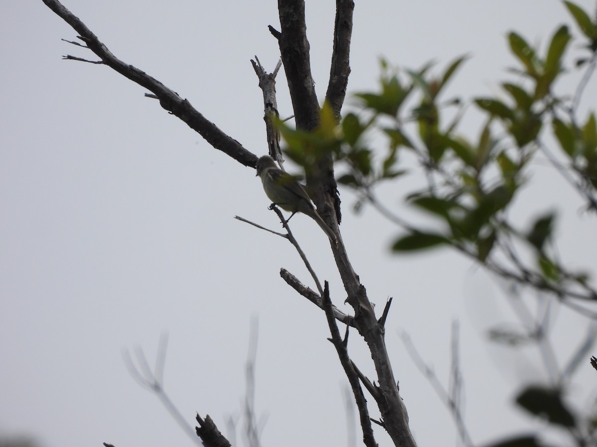 Plain-crested Elaenia - ML646260509