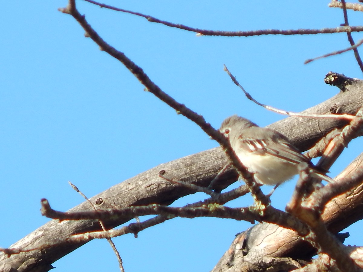 Plumbeous Vireo - ML64626051