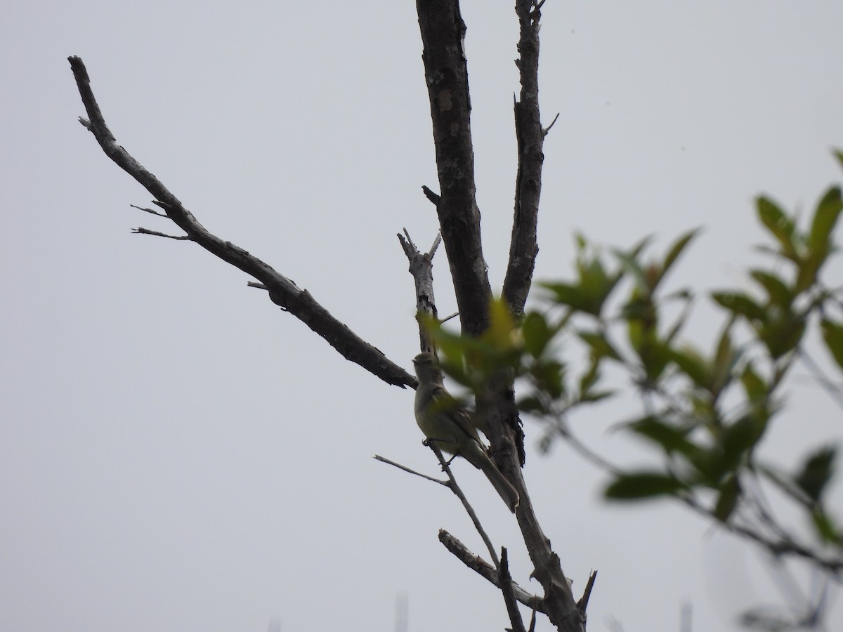 Plain-crested Elaenia - ML646260510