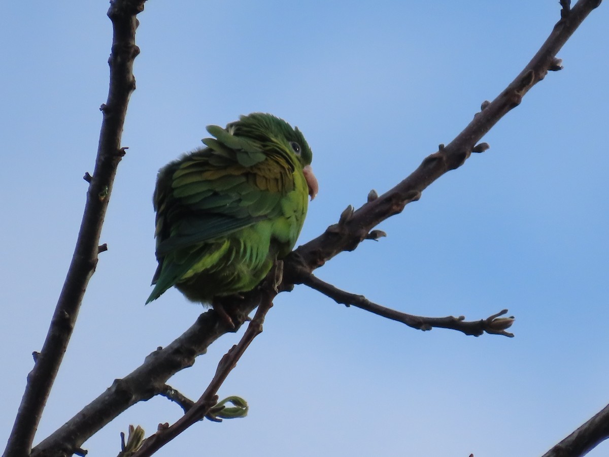 Orange-chinned Parakeet - ML646260511